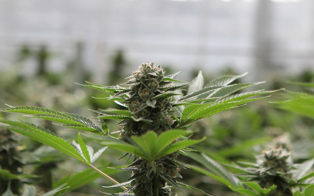 Alien OG