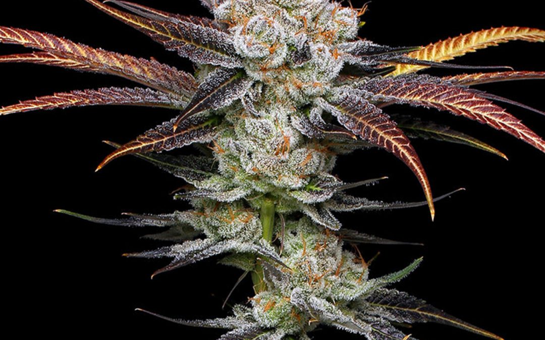 Banana Punch