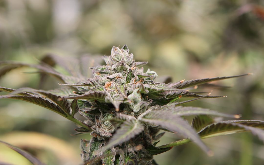 Gelato 41