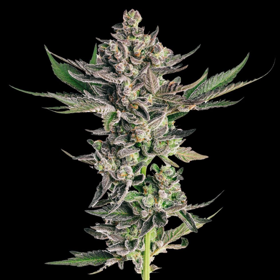 Grapes & Cream Refined